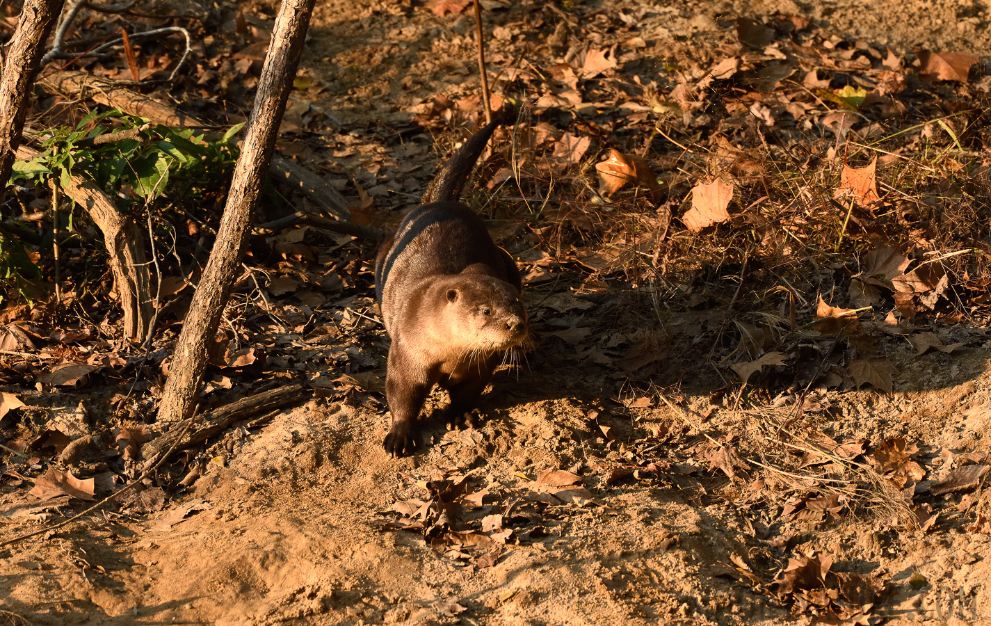 Lontra canadensis lataxina [400 mm, 1/800 Sek. bei f / 7.1, ISO 1600]